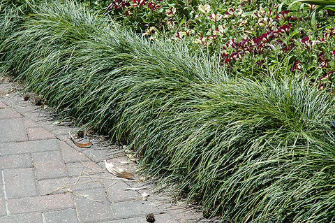 Ophiopogon japonicus – Mondo Grass