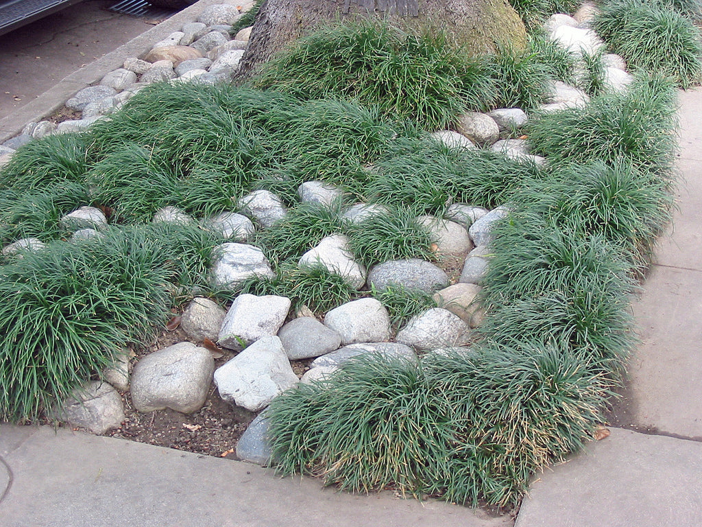 Ophiopogon japonicus – Mondo Grass