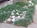 Ophiopogon japonicus – Mondo Grass