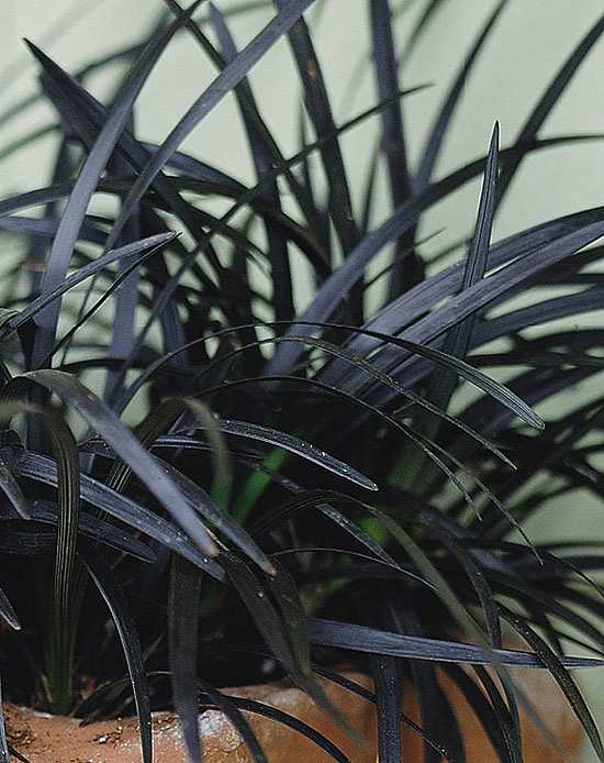 Ophiopogon planiscapus 'Nigrescens' – Black Mondo Grass – 4 inch pot – Ornamental Grassworks