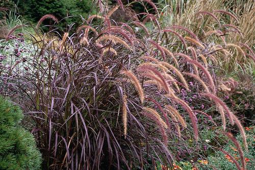Pennisetum setaceum 'Rubrum' – Purple Fountain Grass – 4 inch pot – Ornamental Grassworks