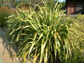 Phormium 'Yellow Wave' – New Zealand Flax