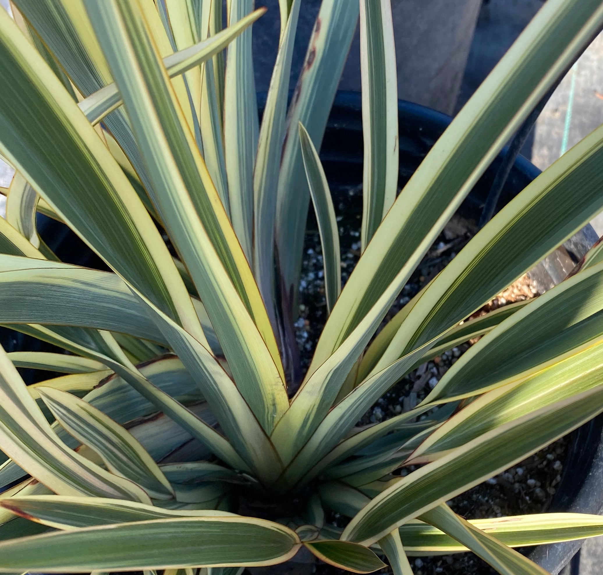 Phormium tenax 'Tiny Tiger' – New Zealand Flax