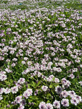 Phyla nodiflora 'Tesla' – Lippia, Frogfruit – 4 inch pot – Ornamental Grassworks