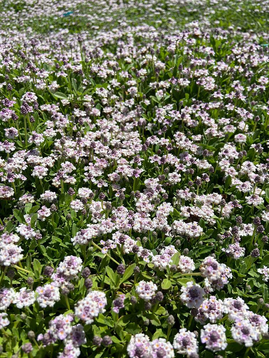 Phyla nodiflora 'Tesla' – Lippia, Frogfruit – 4 inch pot – Ornamental Grassworks