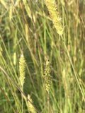 Pennisetum spathiolatum – Slender Veldt Grass