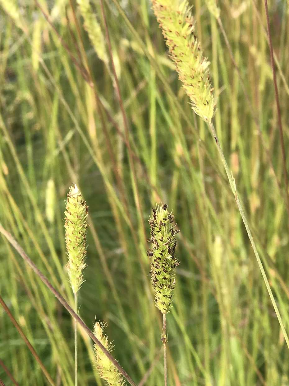 Pennisetum spathiolatum – Slender Veldt Grass