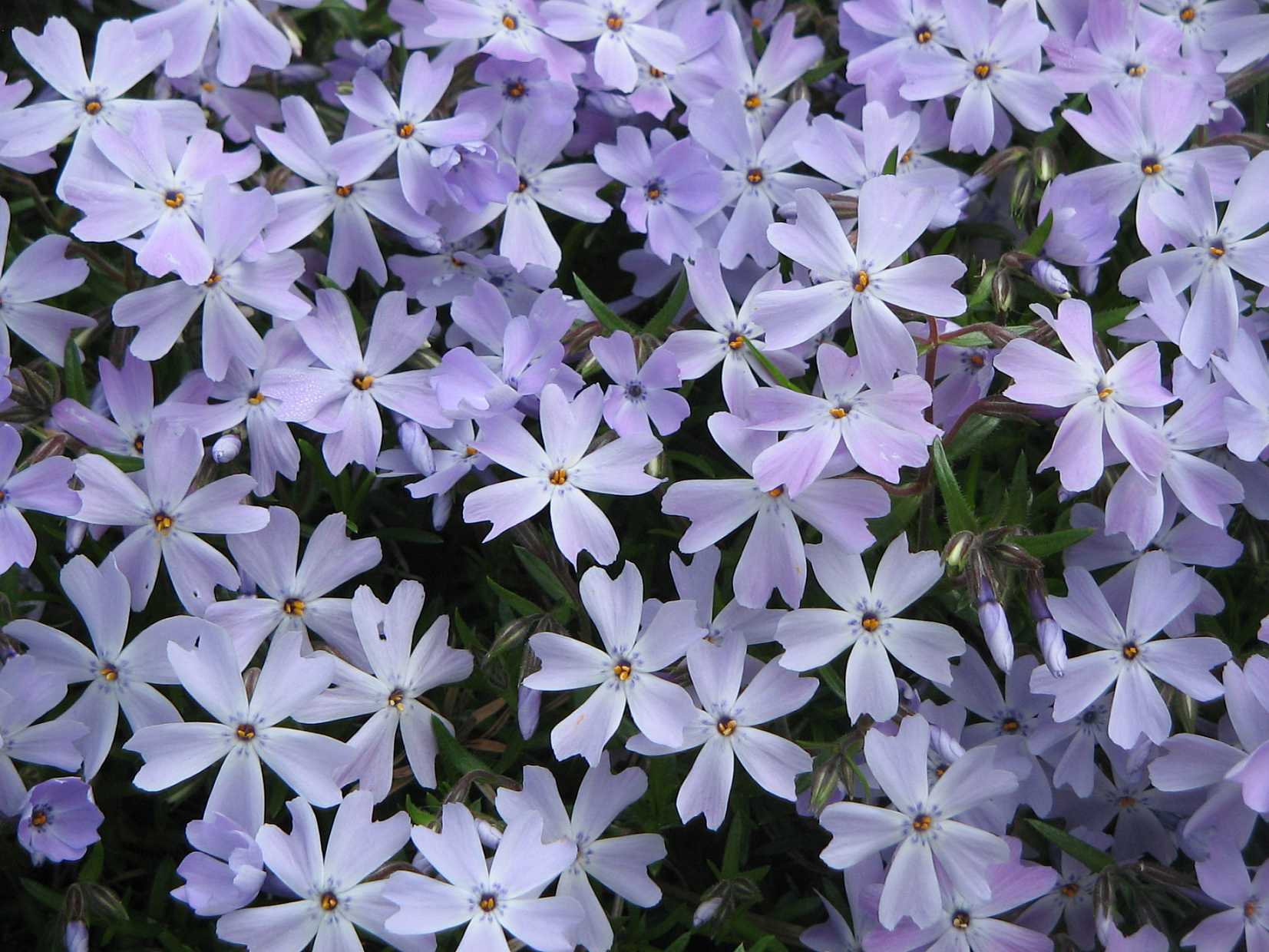 Phlox subulata 'Emerald Cushion Blue' – Creeping Phlox – 4 inch pot – Ornamental Grassworks