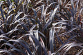 Phormium 'Platt's Black' – New Zealand Flax – 4 inch pot – Ornamental Grassworks