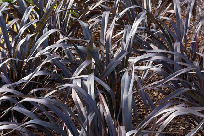 Phormium 'Platt's Black' – New Zealand Flax – 4 inch pot – Ornamental Grassworks