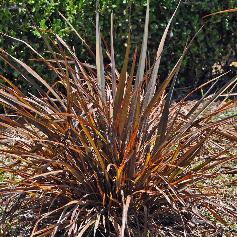 Phormium tenax 'Jack Spratt' – New Zealand Flax