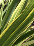 Phormium 'Duet' – New Zealand Flax