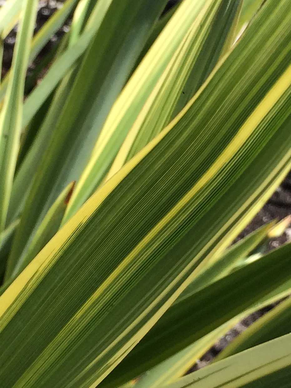 Phormium 'Duet' – New Zealand Flax