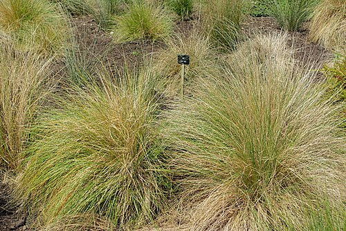 Poa cita – Silver Tussock
