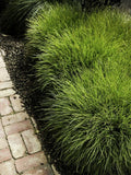 Lomandra confertifolia 'Pom Pom'