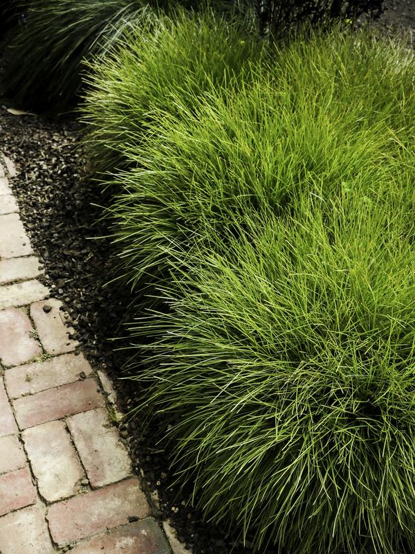 Lomandra confertifolia 'Pom Pom' – 4 inch pot – Ornamental Grassworks