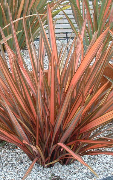 Phormium 'Rainbow Sunrise' – New Zealand Flax