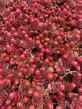 Sedum spurium 'Dragon's Blood' – Stonecrop – 4 inch pot – Ornamental Grassworks