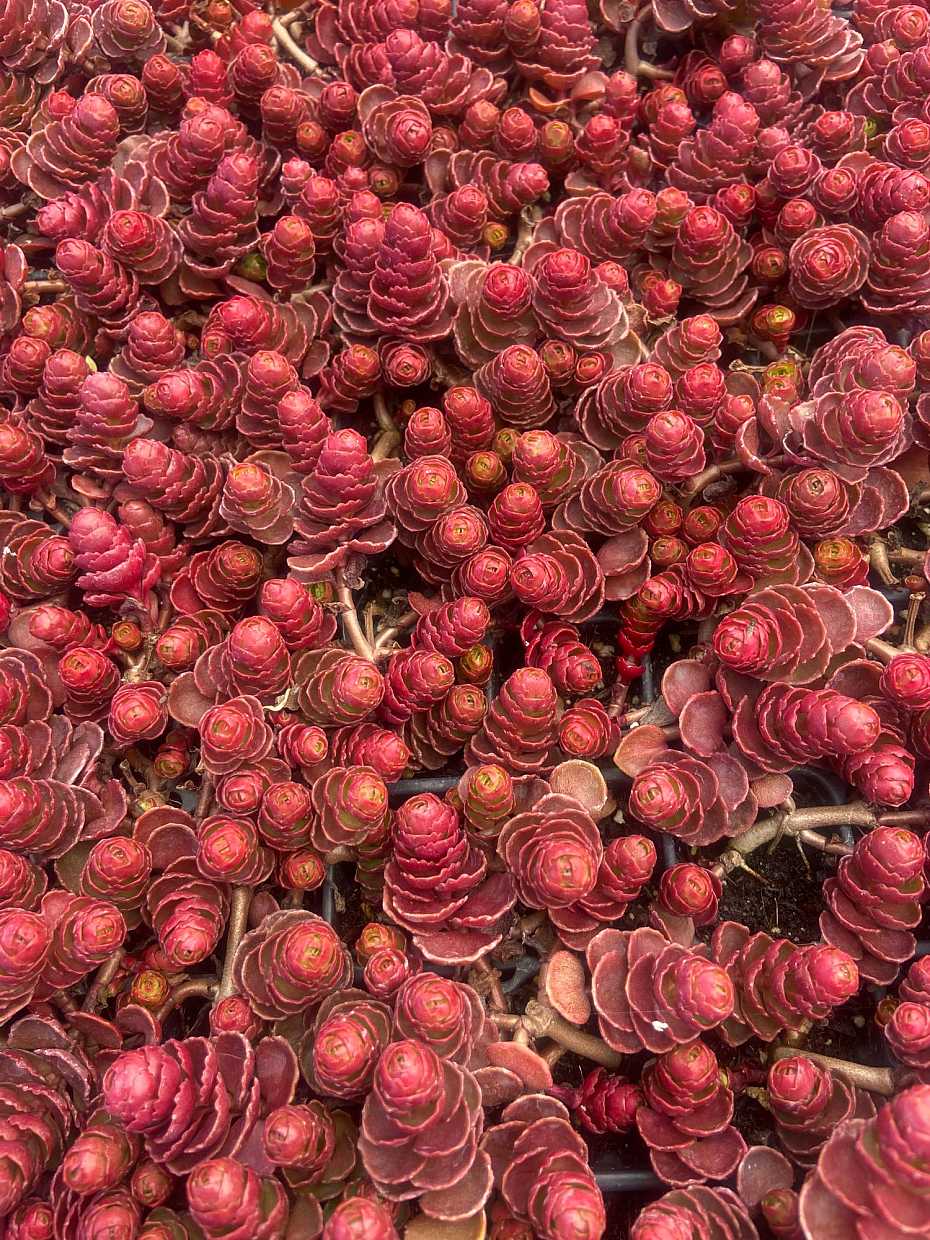 Sedum spurium 'Dragon's Blood' – Stonecrop – 4 inch pot – Ornamental Grassworks