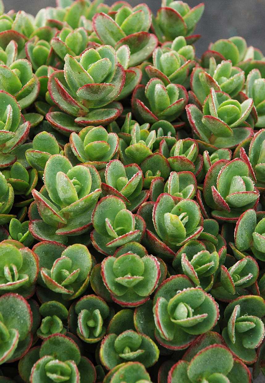 Sedum rupestre 'Sunsparkler Lime Zinger' – 4 inch pot – Ornamental Grassworks