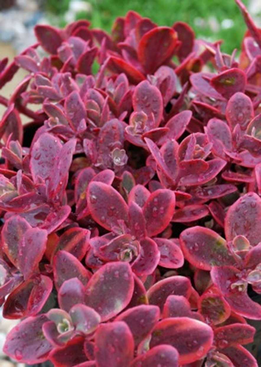 Sedum rupestre 'Sunsparkler Wildfire' – Stonecrop – 4 inch pot – Ornamental Grassworks