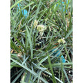 Sesleria caerulea – Blue Moor Grass