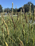 Sesleria 'Campo de Azul' – Blue Moor Grass