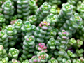 Sedum divergens – Spreading Stonecrop – 4 inch pot – Ornamental Grassworks