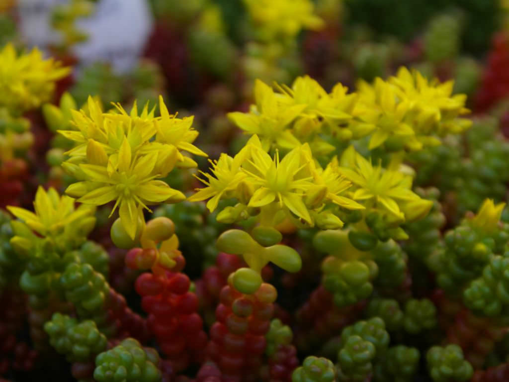 Sedum divergens – Spreading Stonecrop – 5 gallon pot – Ornamental Grassworks