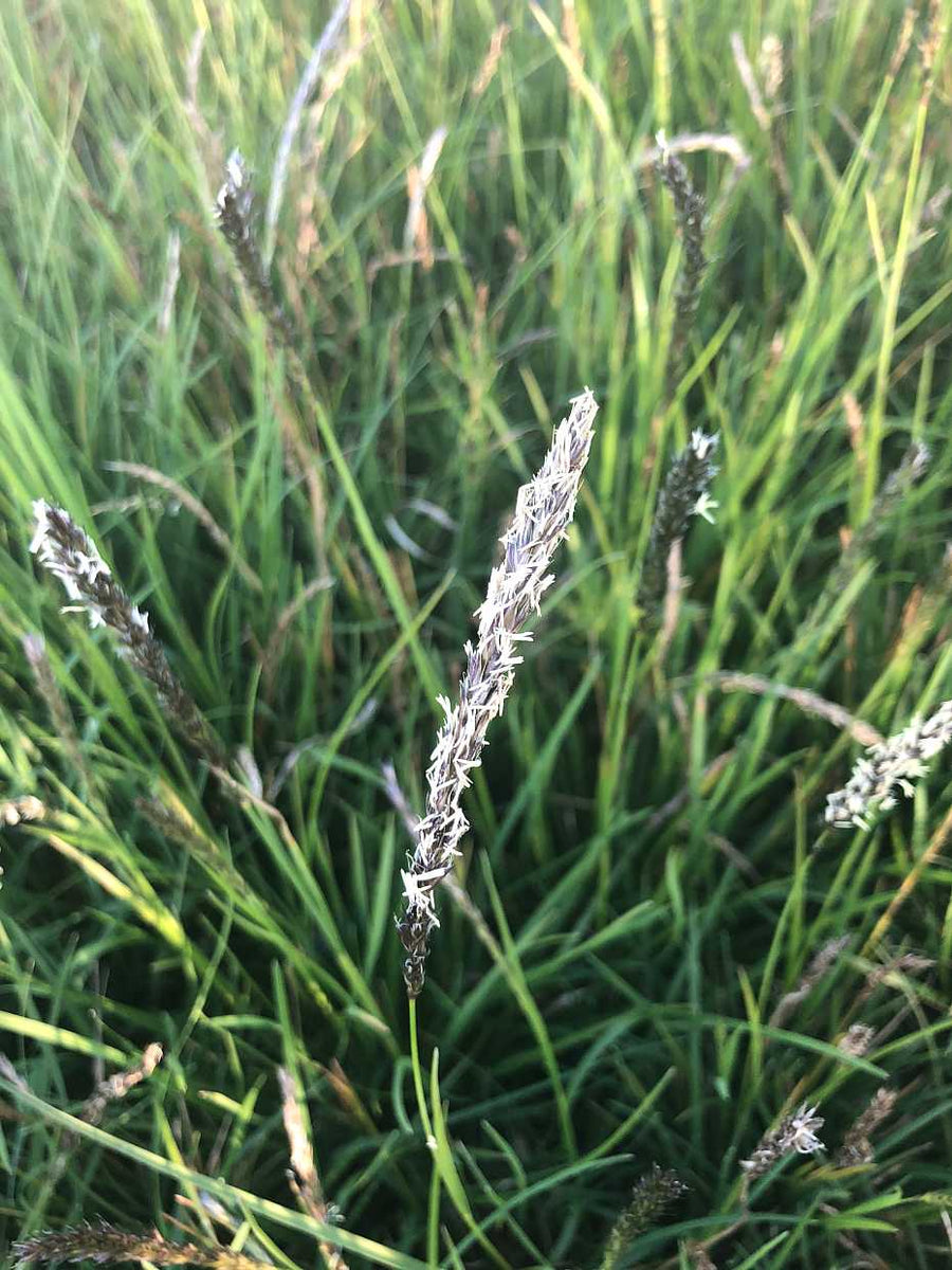 Sesleria autumnalis – Autumn Moor Grass – 4 inch pot – Ornamental Grassworks