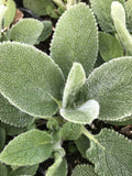 Stachys byzantina 'Big Ears' – Lamb's Ears – 4 inch pot – Ornamental Grassworks