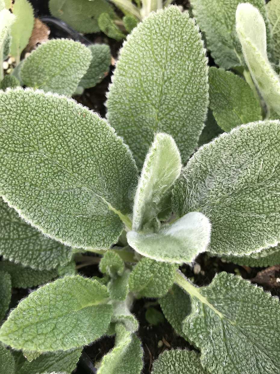 Stachys byzantina 'Big Ears' – Lamb's Ears – 4 inch pot – Ornamental Grassworks