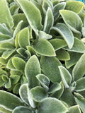 Stachys byzantina 'Primrose Heron' – Lamb's Ears – 4 inch pot – Ornamental Grassworks