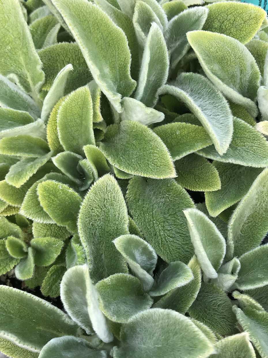 Stachys byzantina 'Primrose Heron' – Lamb's Ears – 4 inch pot – Ornamental Grassworks