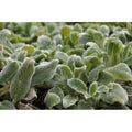 Stachys byzantina 'Silver Carpet' – Lamb's Ears – 4 inch pot – Ornamental Grassworks