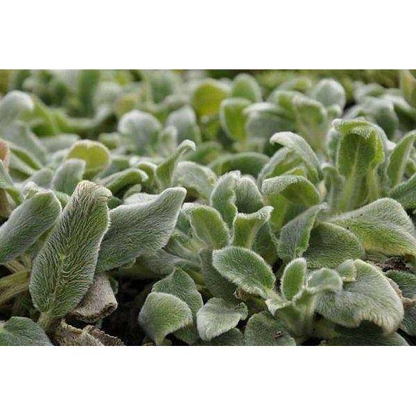 Stachys byzantina 'Silver Carpet' – Lamb's Ears – 4 inch pot – Ornamental Grassworks