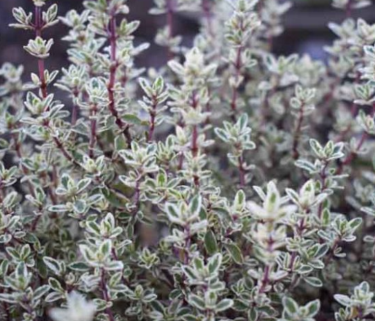 Thymus vulgaris 'Silver Posie' – Common Thyme – 4 inch pot – Ornamental Grassworks