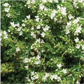 Thymus praecox 'Albiflorus' – White Creeping Thyme – 4 inch pot – Ornamental Grassworks