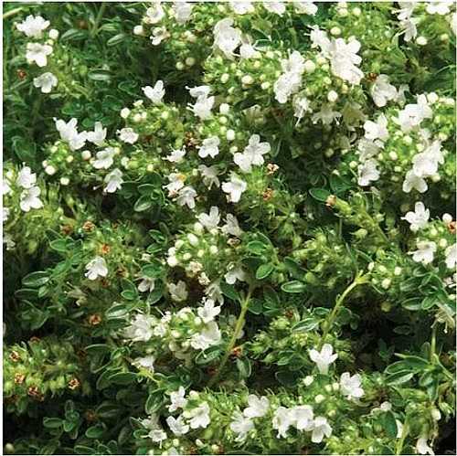 Thymus praecox 'Albiflorus' – White Creeping Thyme – 4 inch pot – Ornamental Grassworks