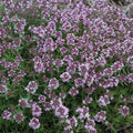 Thymus x citriodorus 'Spicy Orange' – Lemon Thyme – 4 inch pot – Ornamental Grassworks