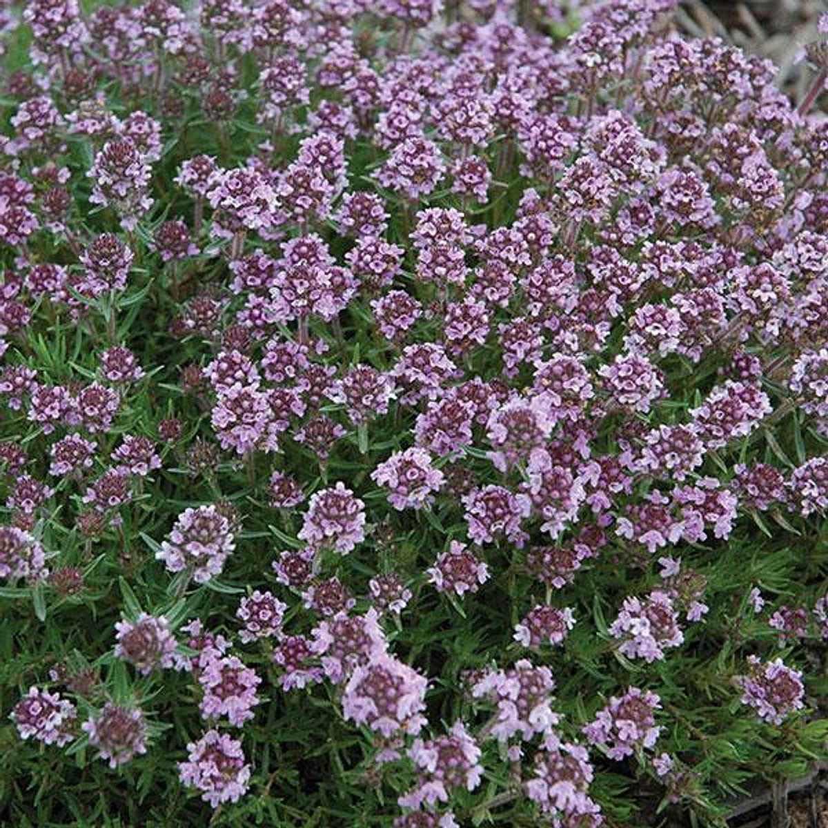 Thymus x citriodorus 'Spicy Orange' – Lemon Thyme – 4 inch pot – Ornamental Grassworks