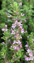 Thymus vulgaris 'Dot Wells' – French Culinary Thyme – 4 inch pot – Ornamental Grassworks