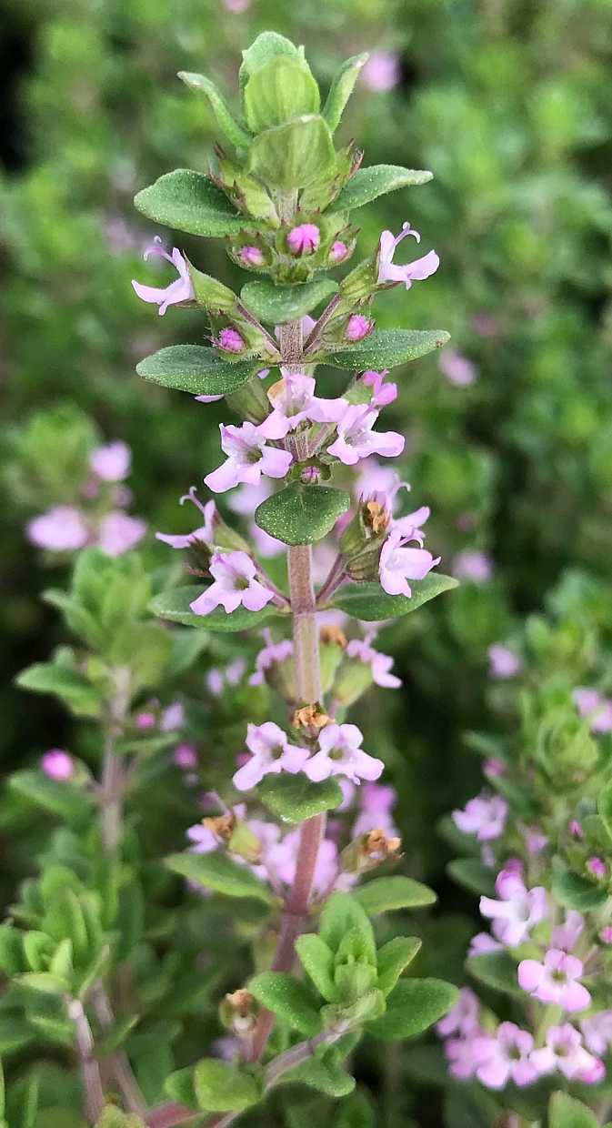 Thymus vulgaris 'Dot Wells' – French Culinary Thyme – 4 inch pot – Ornamental Grassworks