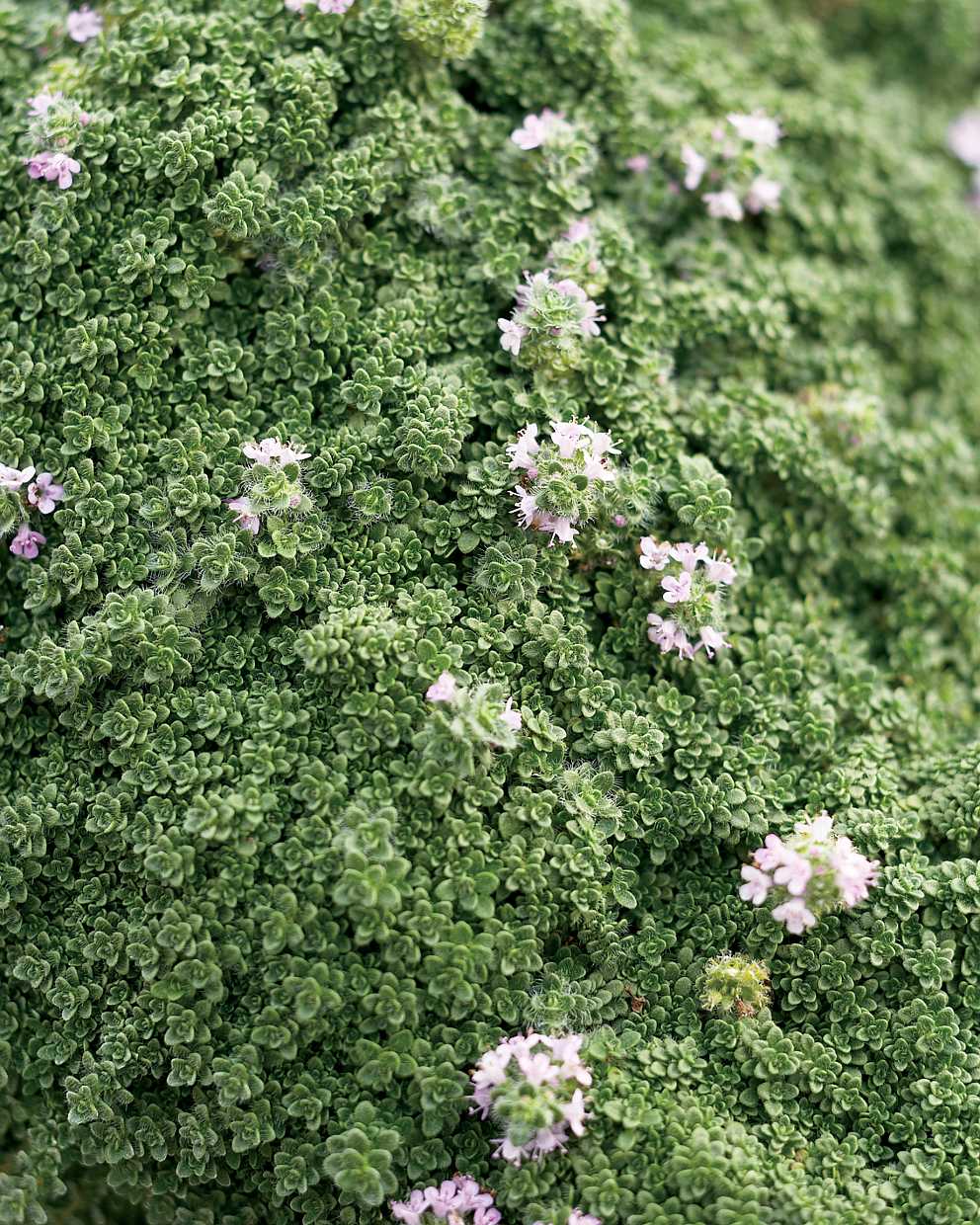 Thymus serpyllum 'Elfin' – Creeping Thyme – 4 inch pot – Ornamental Grassworks