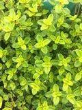 Thymus x citriodorus 'Lime' – Lime Thyme – 4 inch pot – Ornamental Grassworks