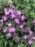Thymus serpyllum 'Pink Chintz' – Creeping Thyme – 4 inch pot – Ornamental Grassworks