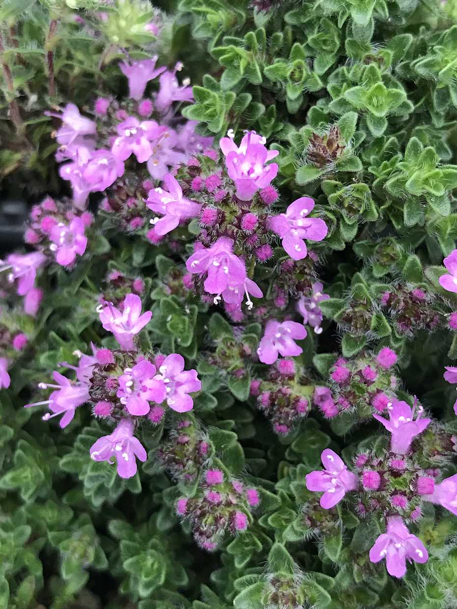 Thymus serpyllum 'Pink Chintz' – Creeping Thyme – 4 inch pot – Ornamental Grassworks
