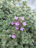Thymus pseudolanuginosus – Woolly Thyme – 4 inch pot – Ornamental Grassworks