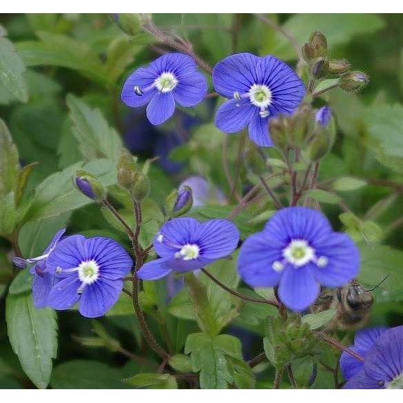 Veronica peduncularis 'Georgia Blue' – Speedwell – 4 inch pot – Ornamental Grassworks