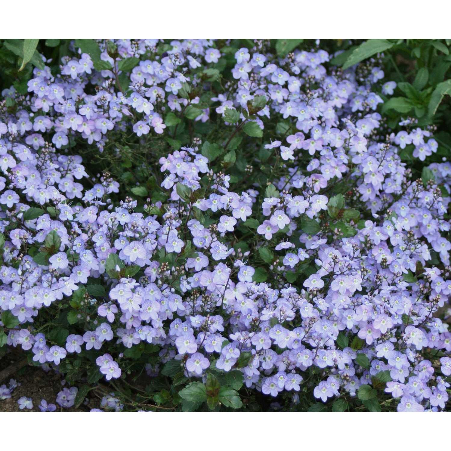 Veronica 'Waterperry Blue' – Speedwell – 4 inch pot – Ornamental Grassworks